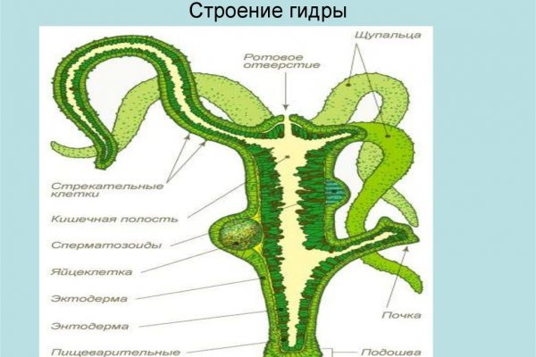 Кракен 24