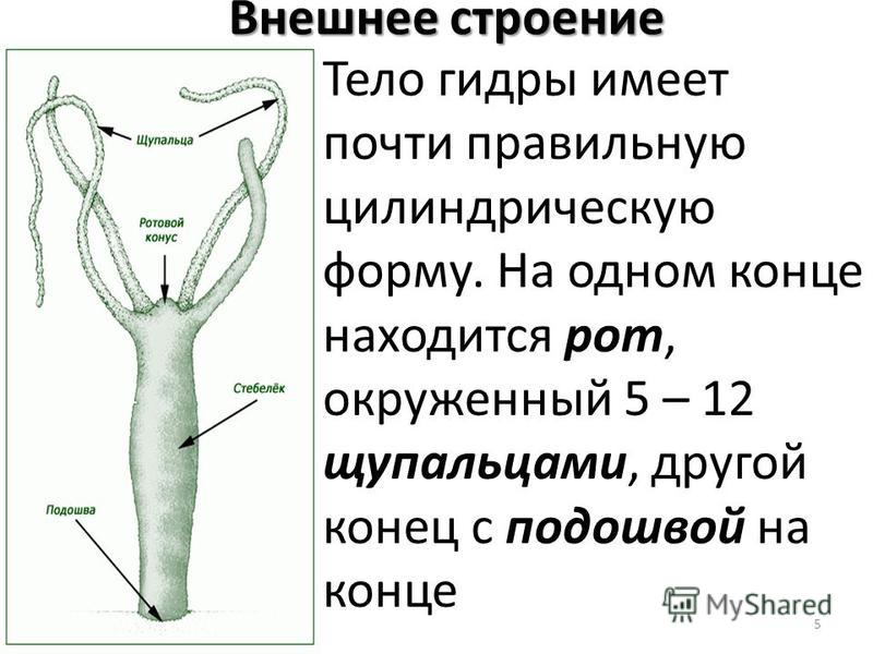 Актуальный сайт кракена